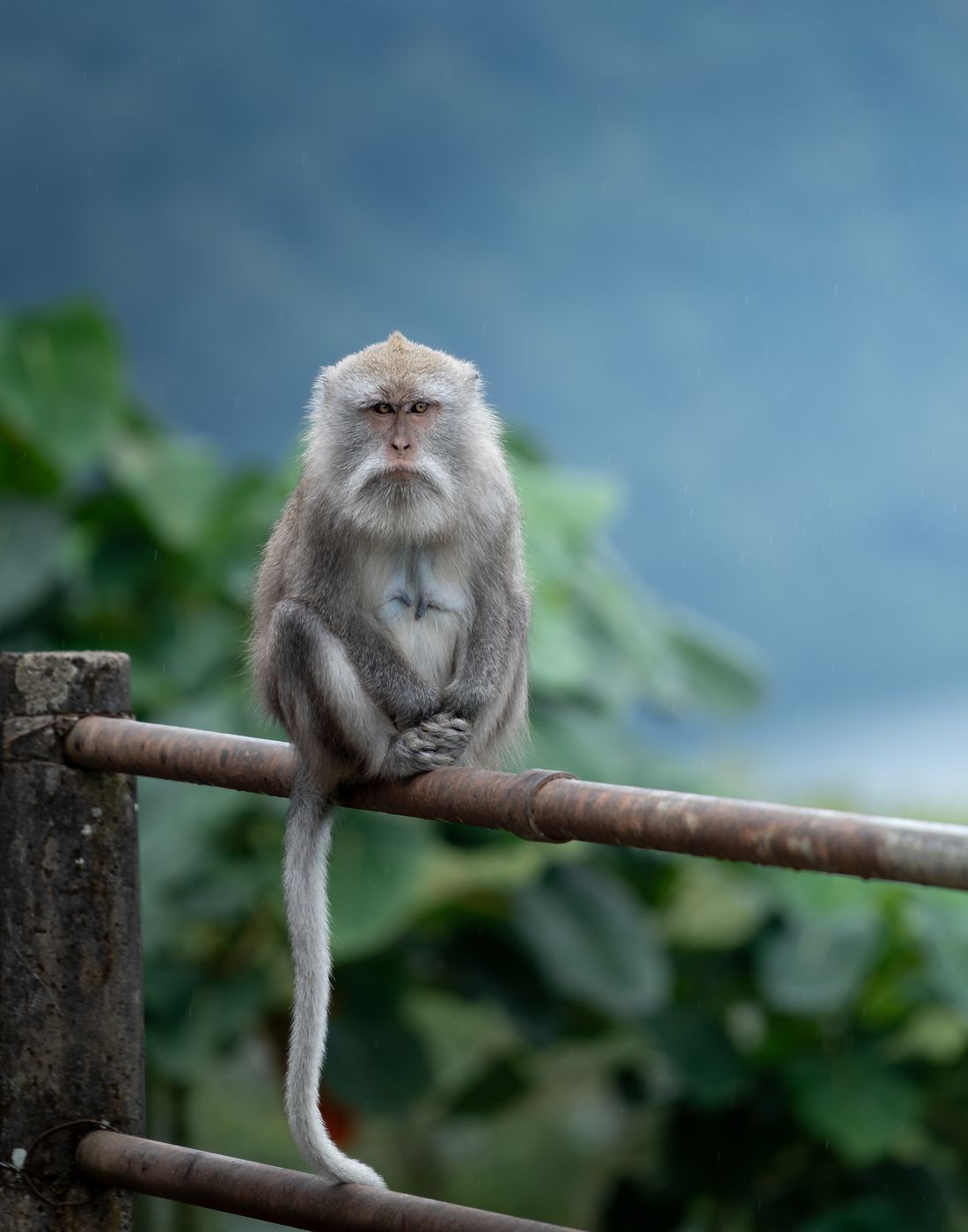 A long-tailed macaque looking directly at the camera